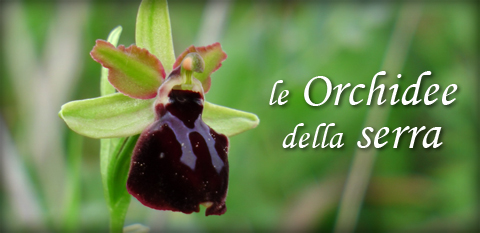 Le orchidee di Serra di Chi L'Ama - Photo Gallery